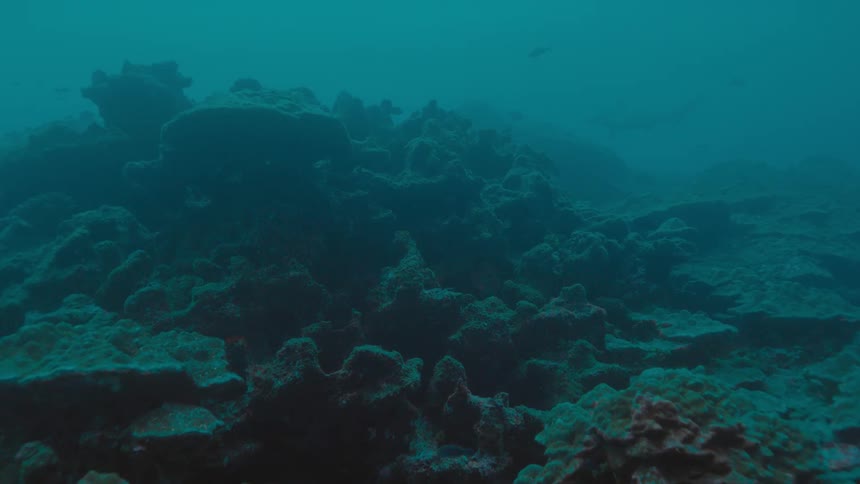 The fish swim in murky water together