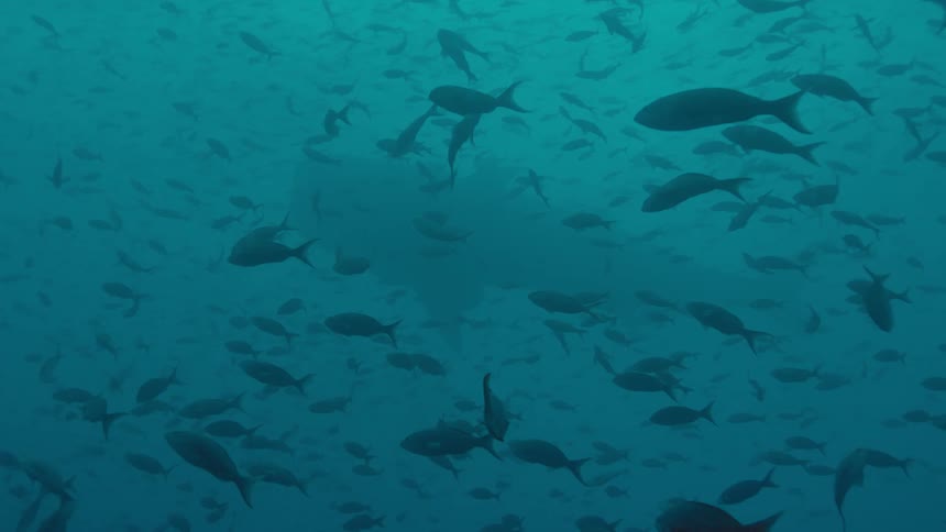 Underneath the boat is full of fish