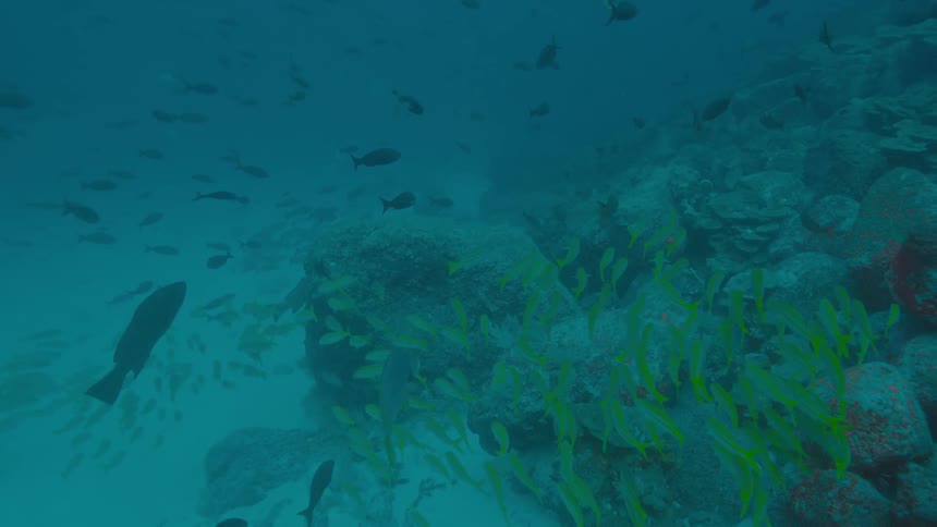 Schools of fish swim over reef near ocean floor slightly murky water