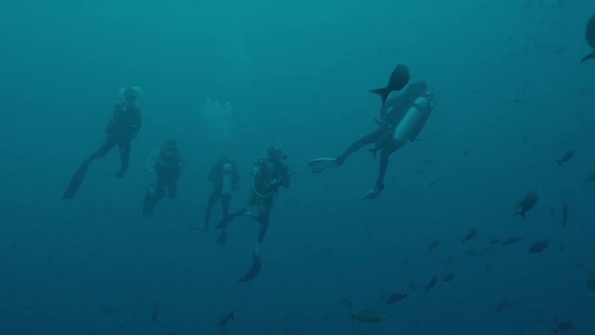 A group of scuba divers swims in the ocean with a school of fish near a coral reef