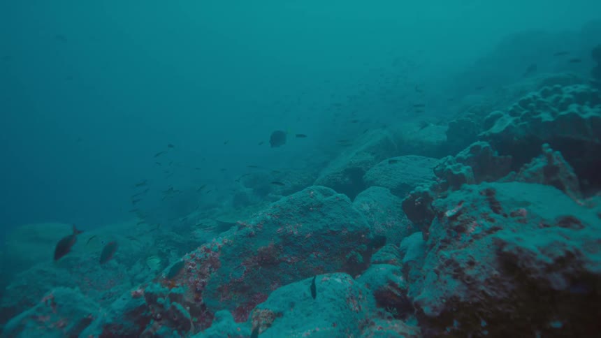 A view of fish swimming around in the ocean