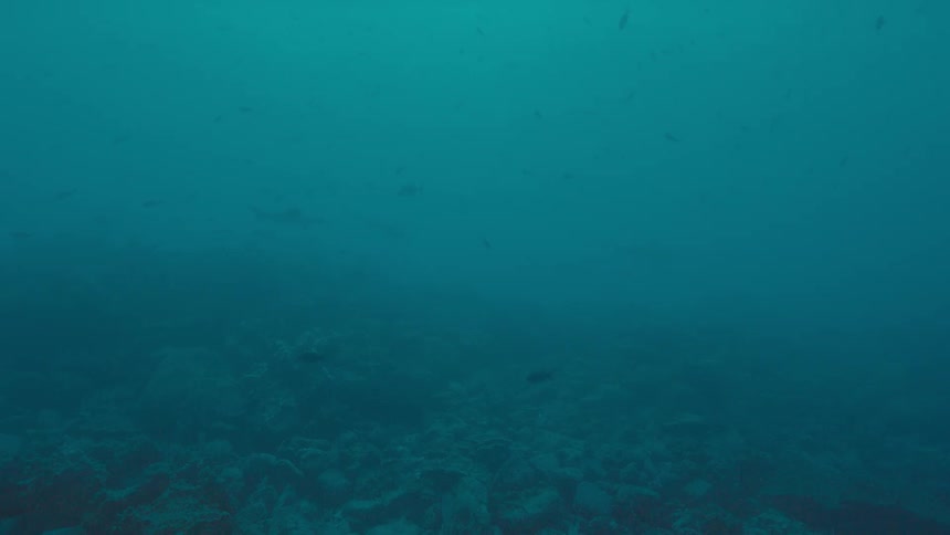 Fish swim above rocks on seafloor in murky blue ocean water