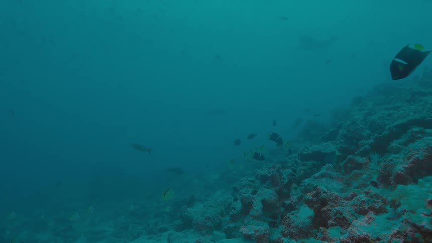 Fish swim near coral reef in hazy ocean water