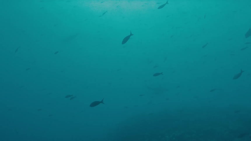 A school of fish swimming in the ocean