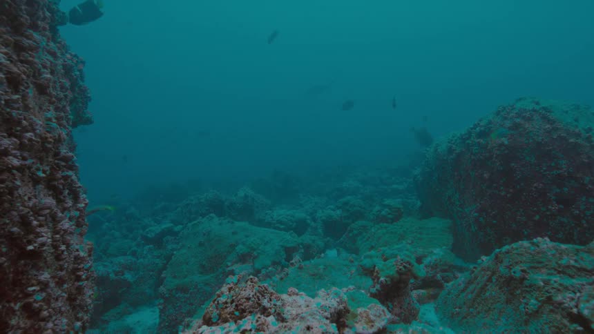 Fish swim around coral reef in hazy sea water