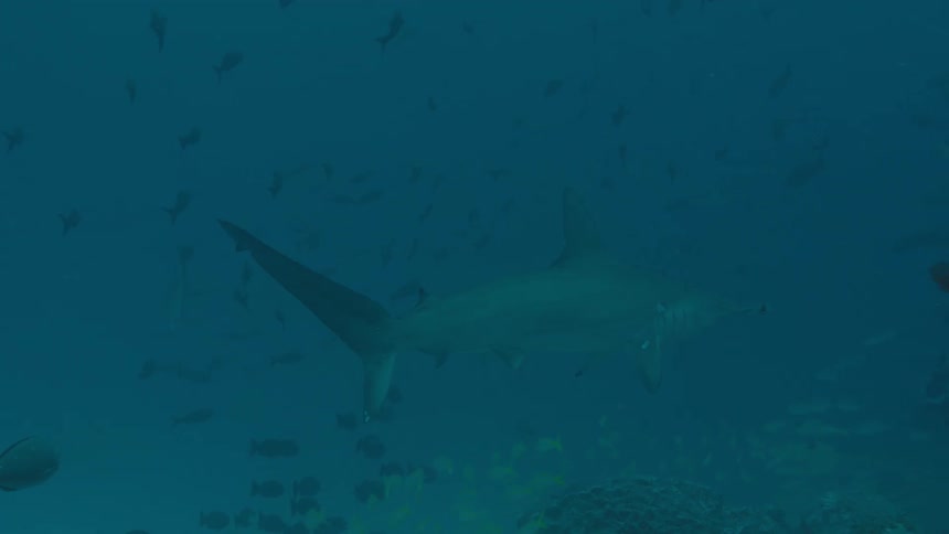 Shark swims through other fish near coral reef in murky water