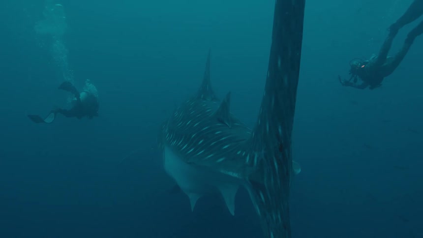 A diver is taking photos of a shark