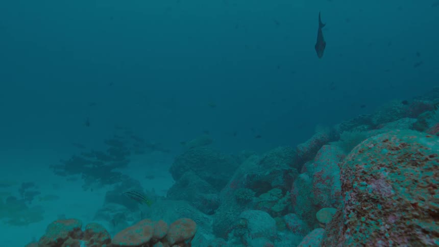 Fishes swimming over a coral reef on the murky blue ocean waters