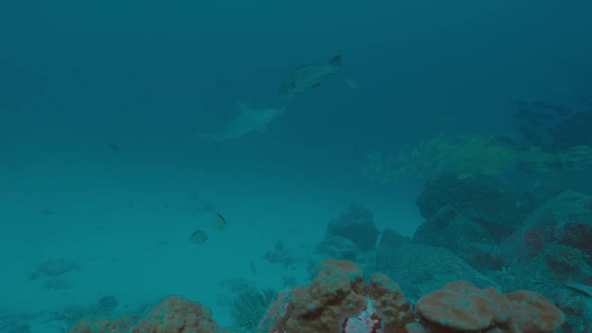 Fish are swimming near a coral reef in the ocean