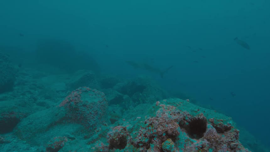 Sharks swimming in the water
