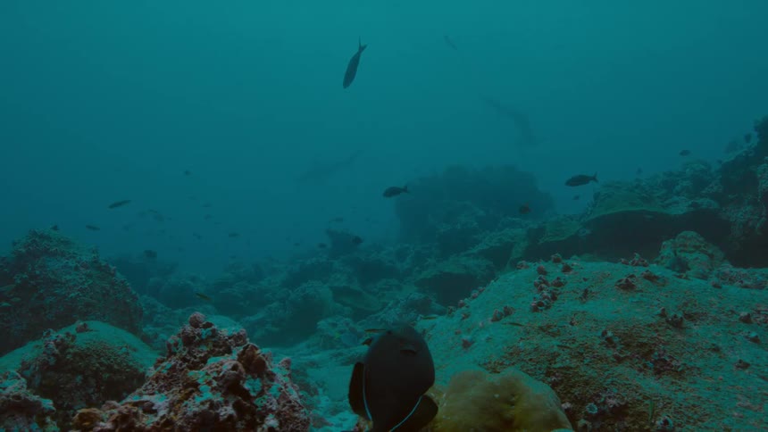 Fish swim over coral reef through murky blue ocean water