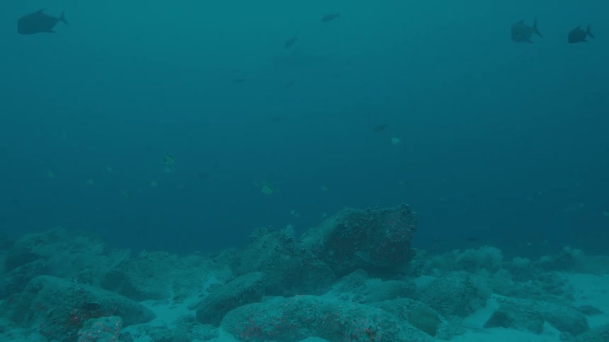 Fish swim through murky water of seafloor near reef