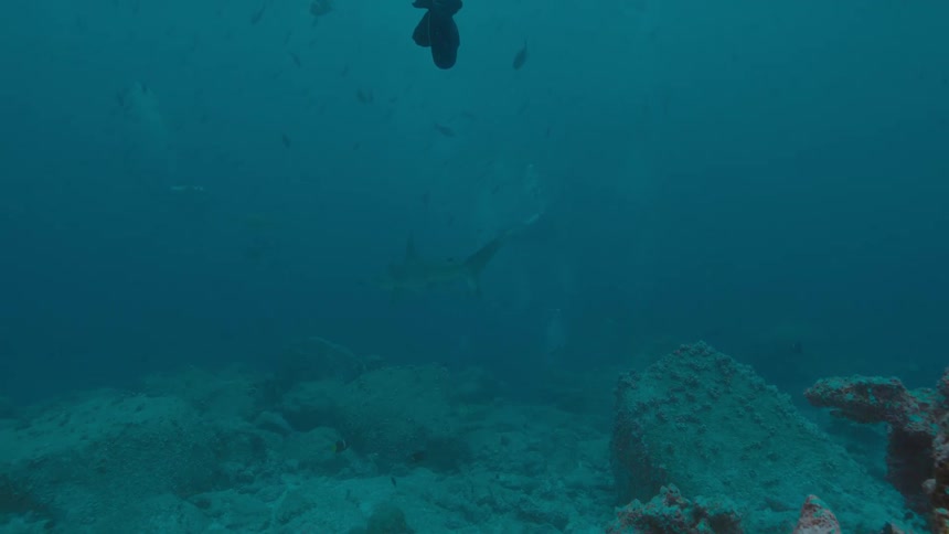 A large fish swims with several smaller fish over a coral reef in the ocean