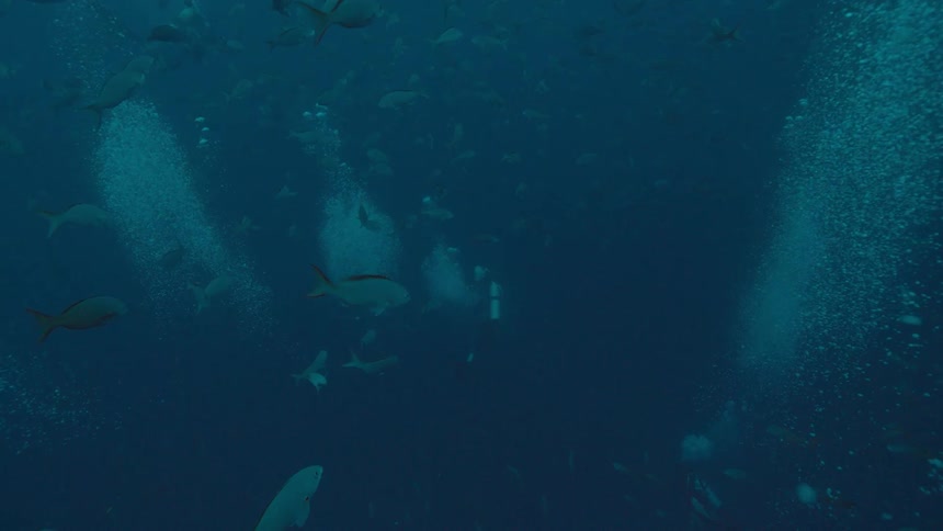 A pair of divers swim through a large group of fish underwater