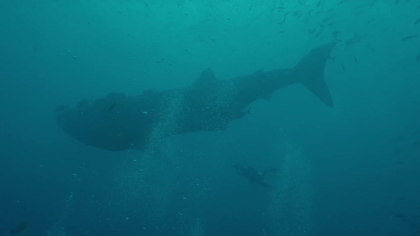 A scuba diver travels around the sea life