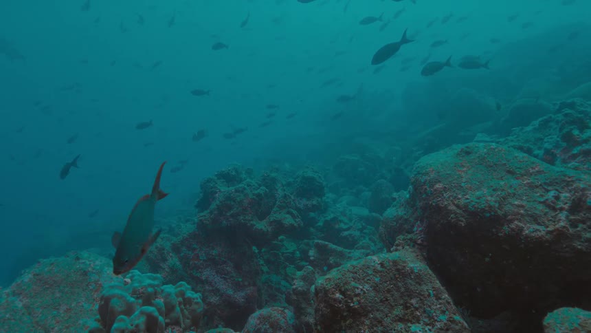 A large number of fish swim through the water near the ocean floor