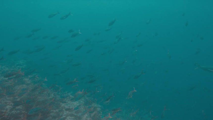 Hundreds of fish of varying sizes swim near the bottom of the ocean