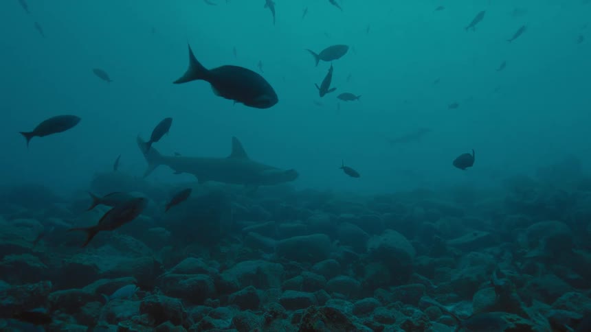 Fish are swimming underwater by the rocks
