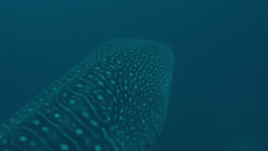 A shark swimming underwater in the ocean