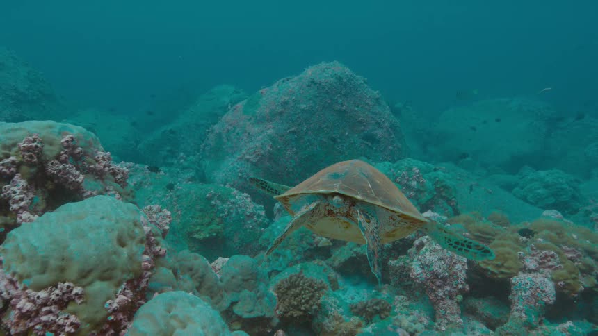 A view of a turtle swimming in a reef