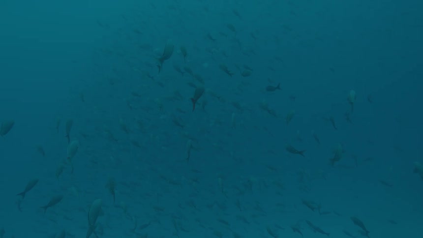 School of fishes