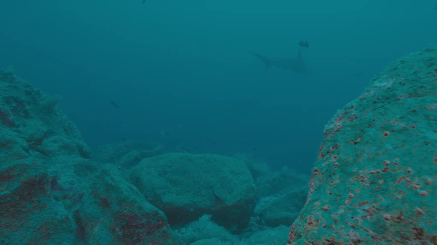 Dim shark shape swims through murky ocean water near boulders