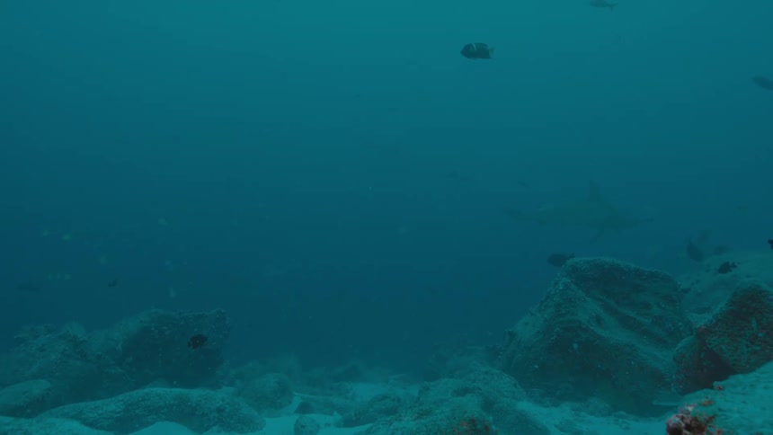 A few fish swim above a sandy area that has a little bit of coral