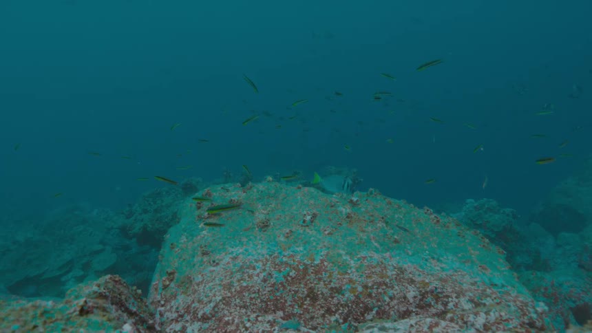 Fishes swimming underwater in the ocean next to a coral reef
