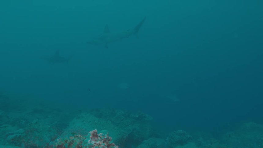 Silhouette of sharks swimming in the distance on the murky ocean waters