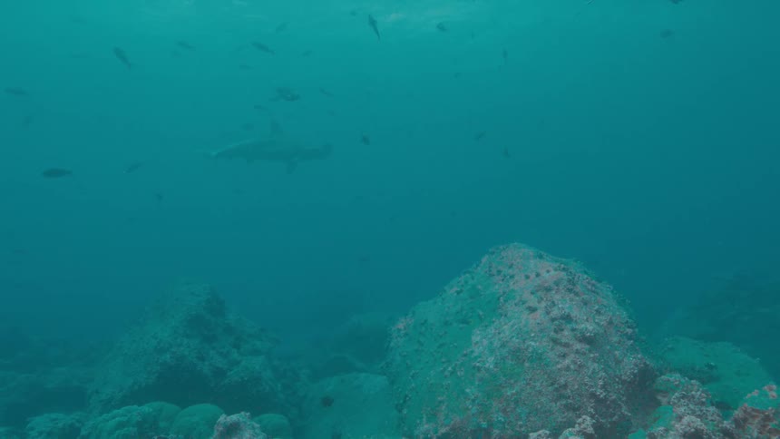 A shark swims among fish near the sea floor during the day