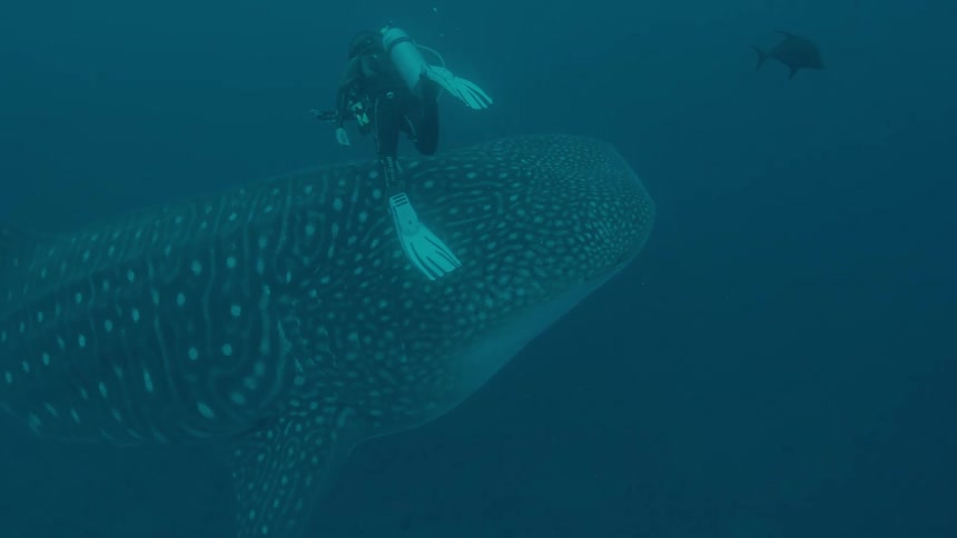 A person scuba swimming with a whale