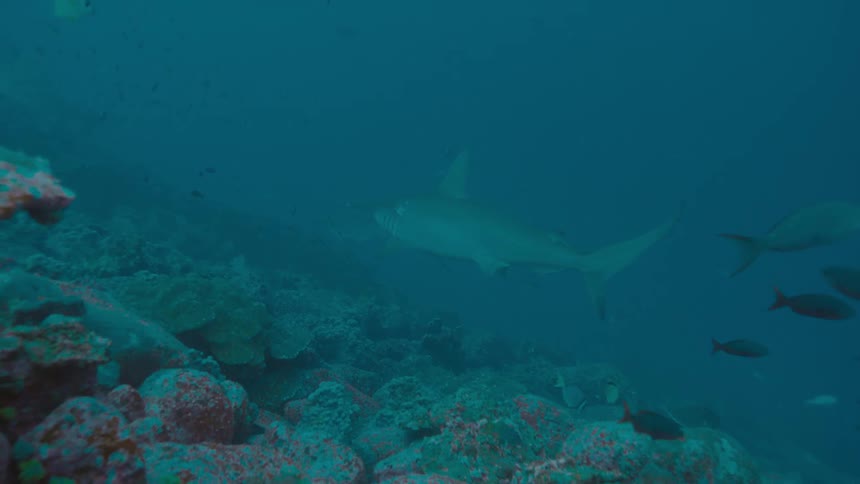 Shark swims through murky blue water past fish moving around coral reef