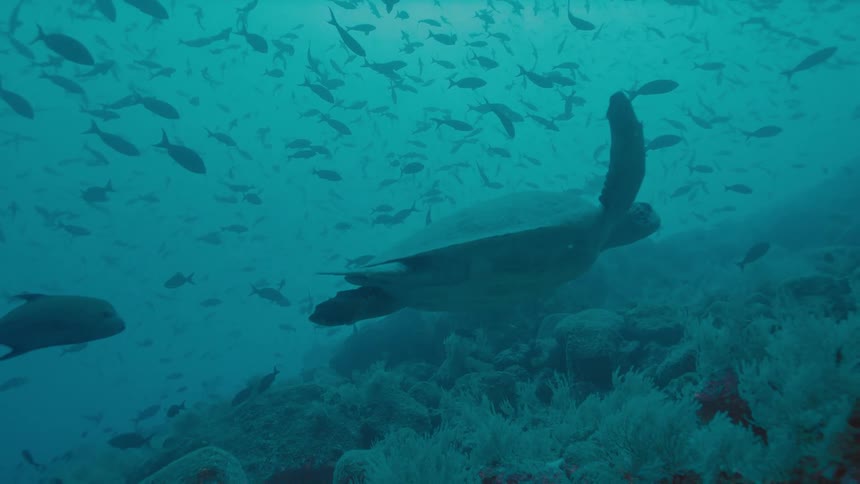 Underwater of fish and a turtle swimming in the ocean