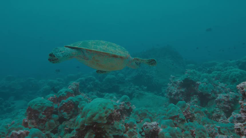 A sea turtle swimming underwater with fishes and a coral reef