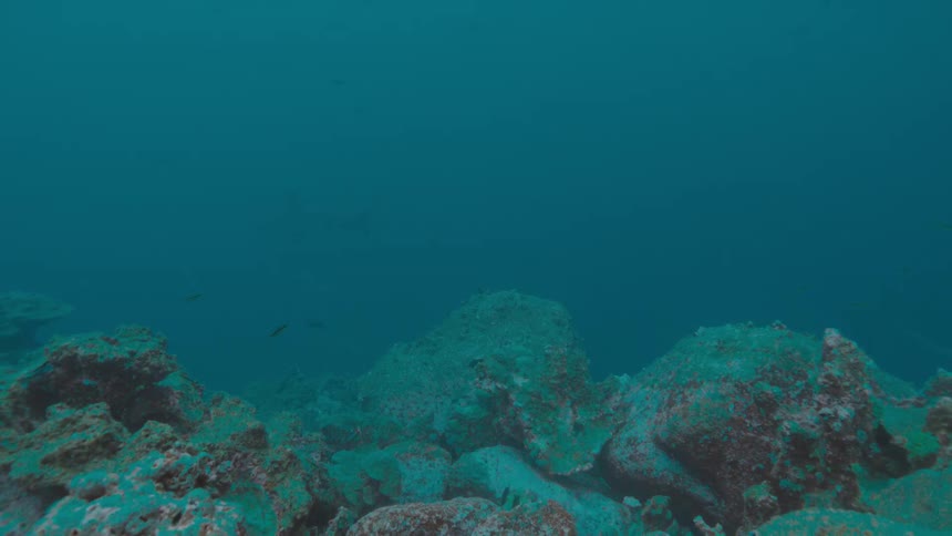Fishes swimming over a coral reef on the murky blue ocean waters