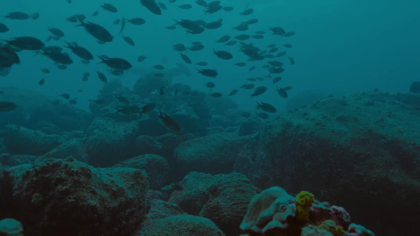 Fishes swimming underwater in the ocean next to a coral reef