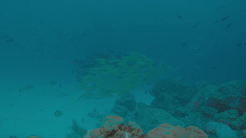 Fish swimming under water in the ocean