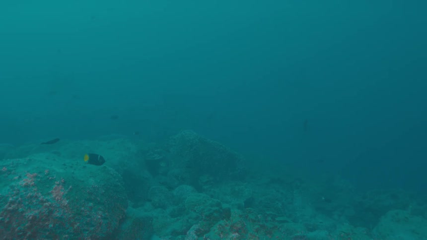 Fish are swimming at the bottom of the ocean