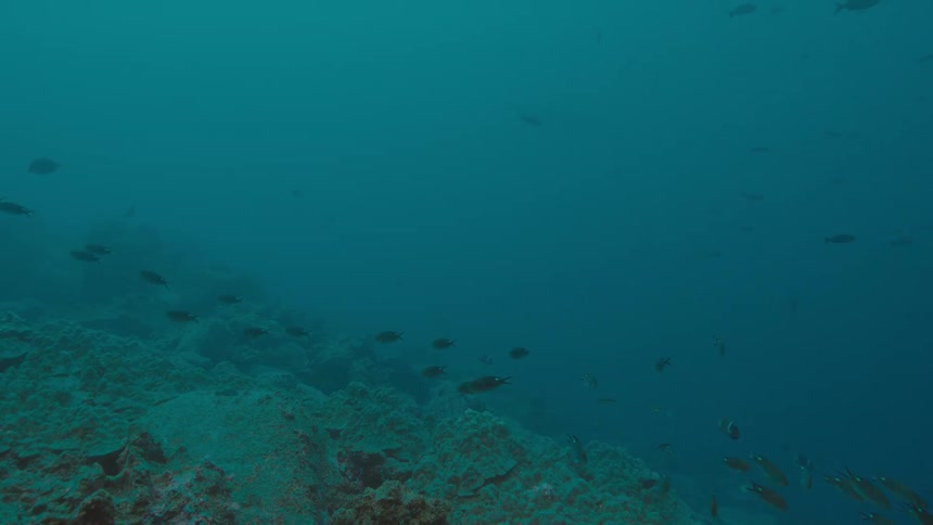 Fishes swimming underwater in the ocean