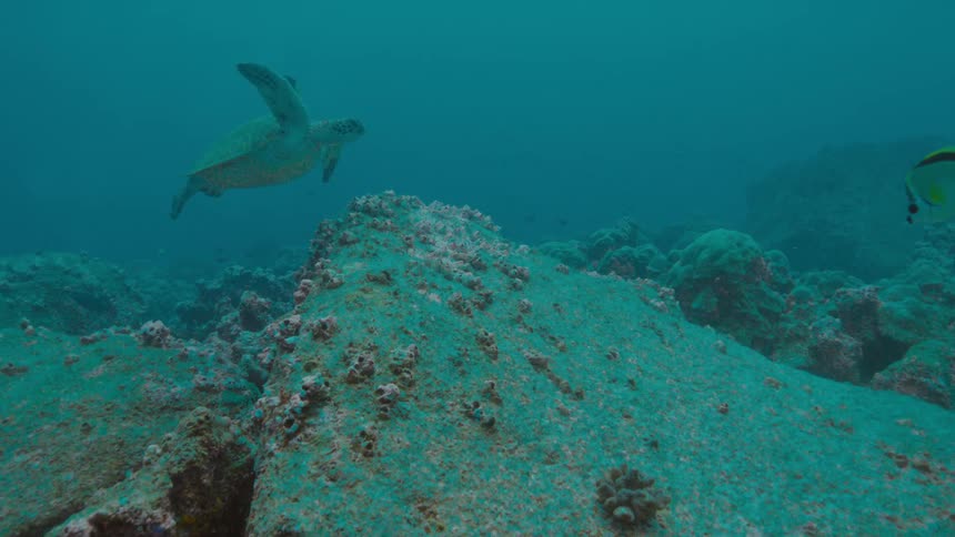 A sea turtle swims over the rocky bottom