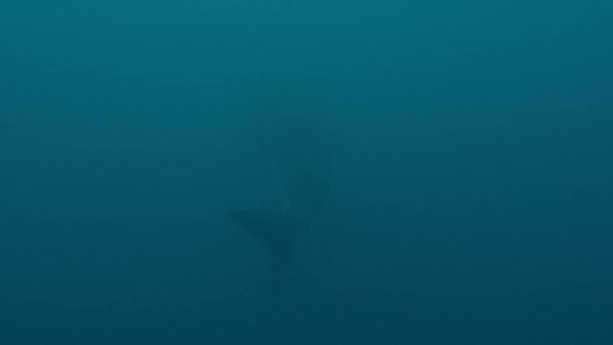 Fin of large fish can be dimly seen through murky underwater ocean