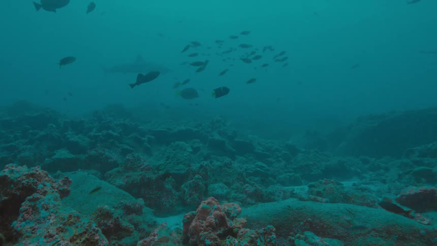 Fishes swimming underwater in the ocean next to a coral reef