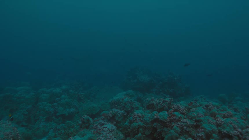 Fish swim in hazy ocean water near the bottom of the ocean