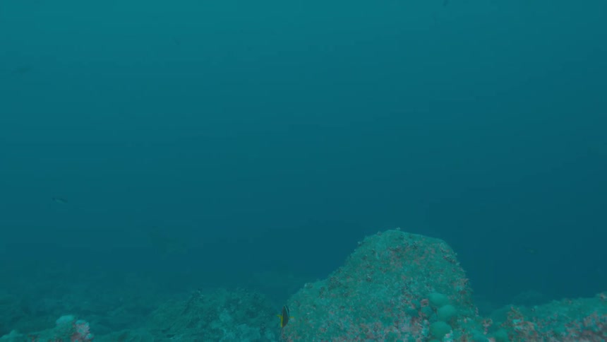 A barren coral reef underwater with few live corals and a fish swimming by
