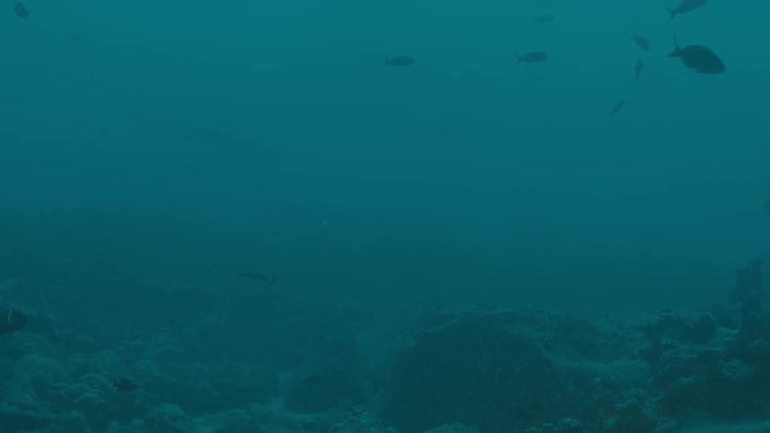 Small black saltwater fish swim through murky blue water over a coral reef