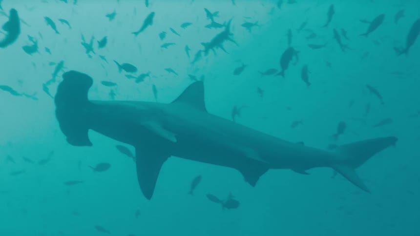 A hammerhead shark swiftly swims through the ocean as numerous other fish are nearby