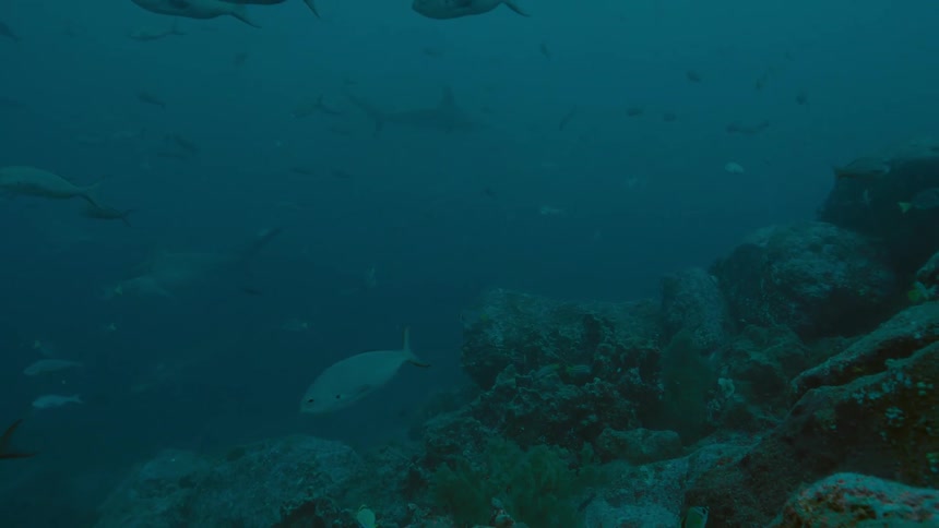 Silhouette of a shark swimming in the distance on the murky ocean waters