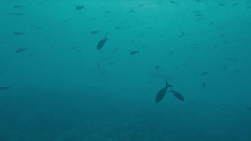 Many fish swim along through murky blue water
