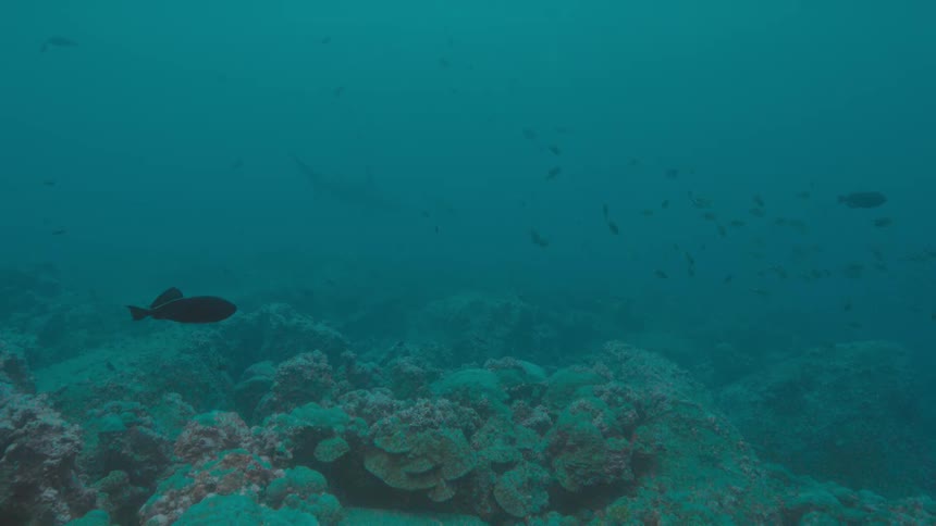 A few medium sized fish and several small fish swim in a coral reef
