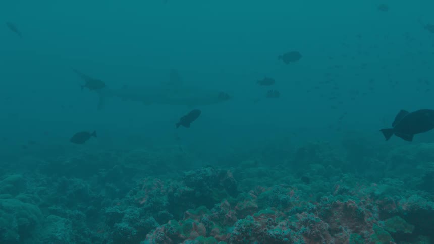 A shark slowly glides deep underwater as smaller fish swim nearby